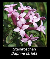 Steinröschen - Daphne striata
