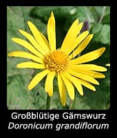 Großblütige Gämswurz - Doronicum grandiflorum