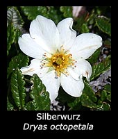 Silberwurz - Dryas octopetala