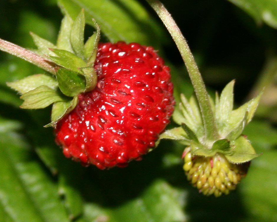 Wald-Erdbeere - Fragaria vesca