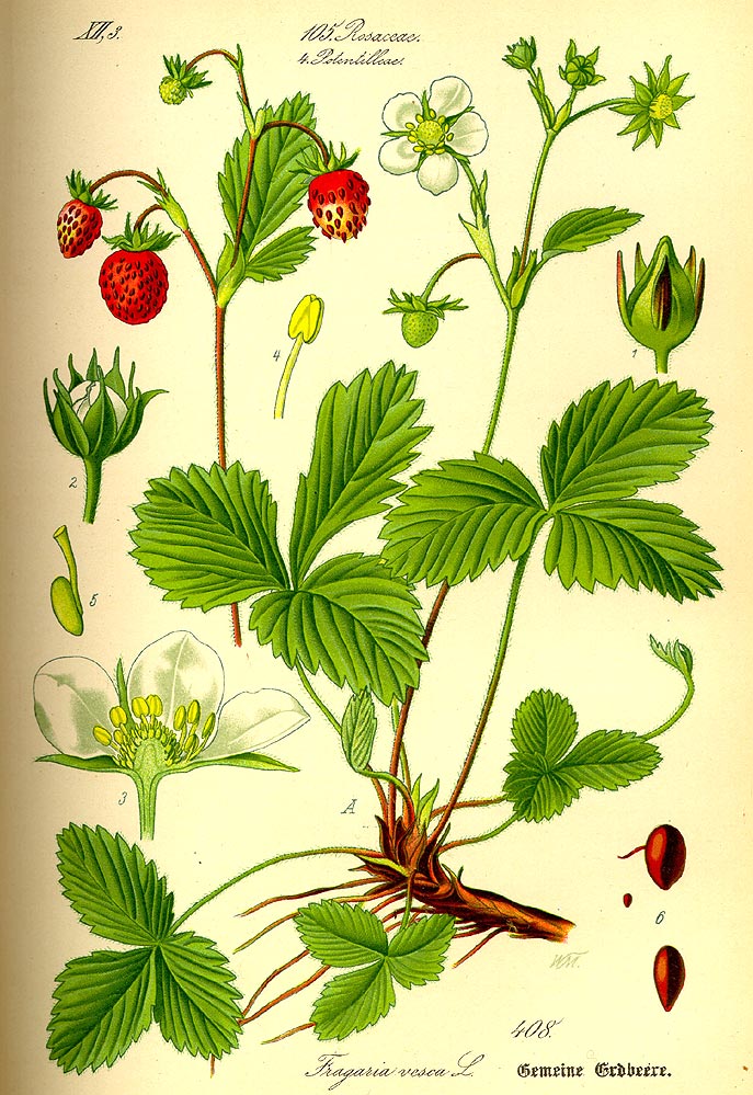 Wald-Erdbeere - Fragaria vesca - Illustration Thomé