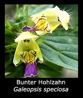 Bunter Hohlzahn - Galeopsis speciosa