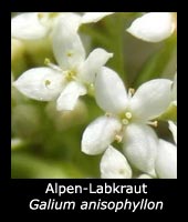 Alpen-Labkraut - Galium anisophyllon