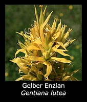 Gelber Enzian - Gentiana lutea