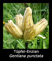 Tüpfel-Enzian - Gentiana punctata