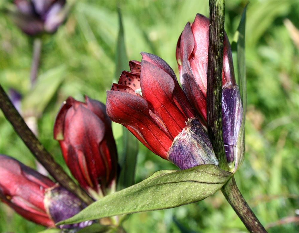 Purpur-Enzian - Gentiana purpurea