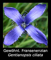Gewöhnlicher Fransenenzian - Gentianopsis ciliata