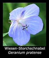 Wiesen-Storchschnabel - Geranium pratense