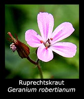 Ruprechtskraut - Geranium robertianum