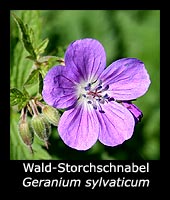 Wald-Storchschnabel - Geranium sylvaticum