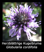Herzblättrige Kugelblume - Globularia cordifolia