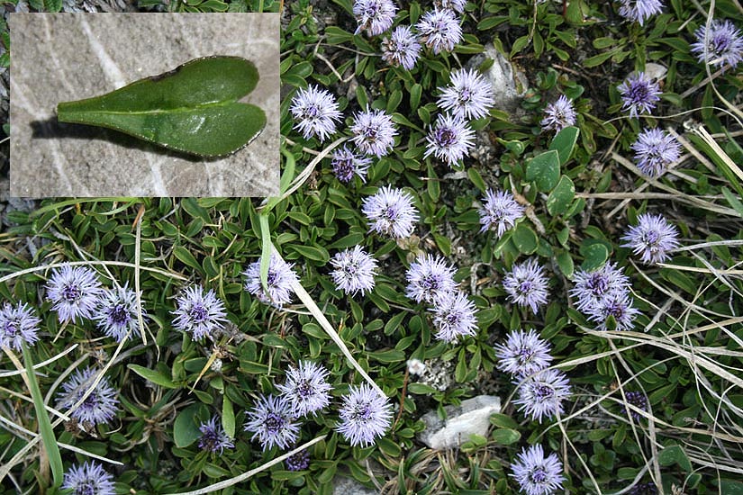 Herzblättrige Kugelblume - Globularia cordifolia