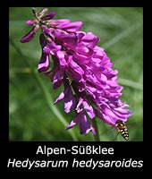 Alpen-Süßklee - Hedysarum hedysaroides