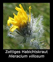 Zottiges Habichtskraut - Hieracium villosum