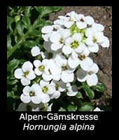 Alpen-Gämskresse - Hornungia alpina 