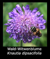Wald-Witwenblume - Knautia dipsacifolia