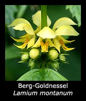 Berg-Goldnessel Lamium montanum