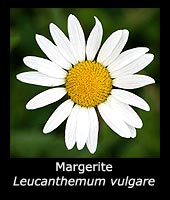Margerite - Leucanthemum vulgare