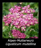 Alpen-Mutterwurz - Ligusticum mutellina