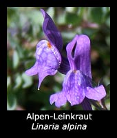 Alpen-Leinkraut - Linaria alpina
