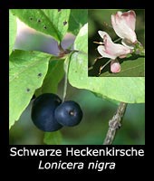 Schwarze Heckenkirsche - Lonicera nigra