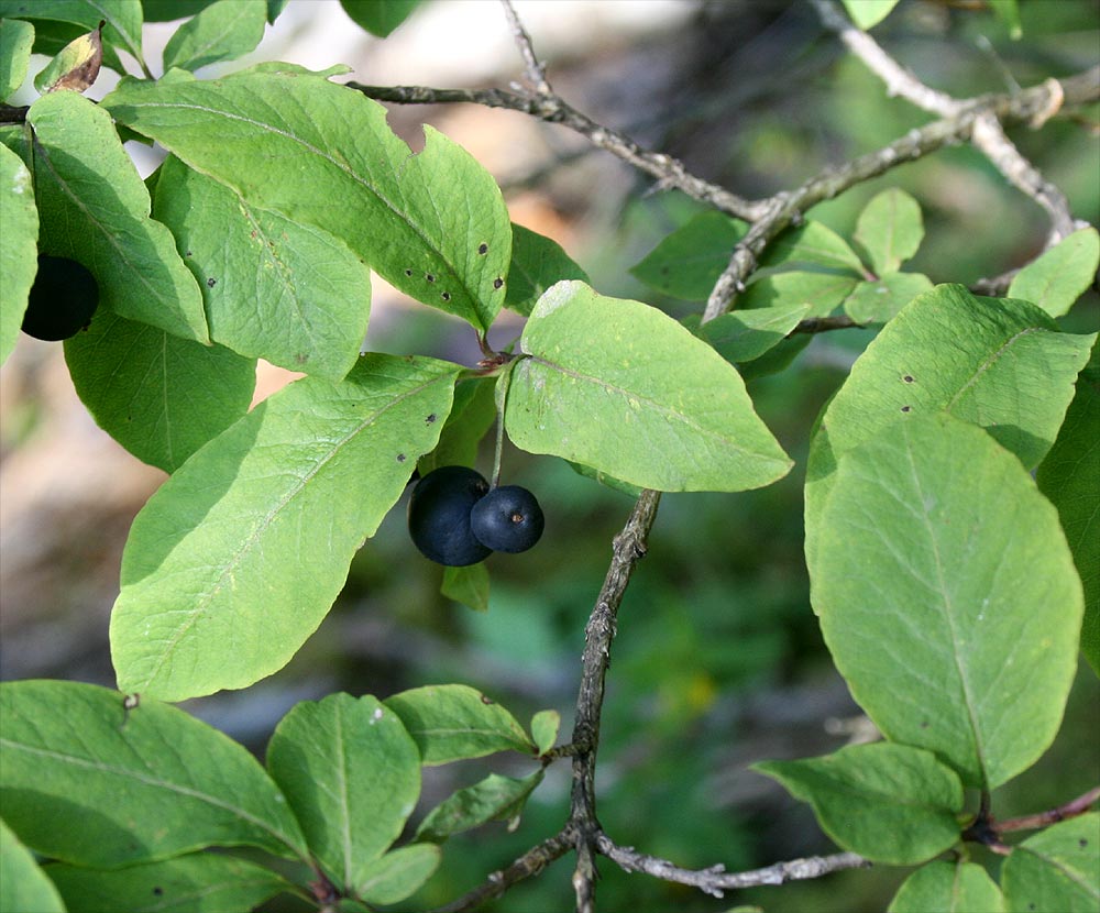 Schwarze Heckenkirsche - Lonicera nigra