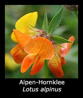 Alpen-Hornklee Lotus alpinus