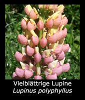 Vielblättrige Lupine - Lupinus polyphyllus