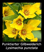 Punktierter Gilbweiderich - Lysimachia punctata