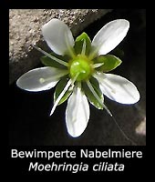 Bewimperte Nabelmiere - Moehringia ciliata