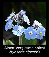 Alpen-Vergissmeinnicht - Myosotis alpestris