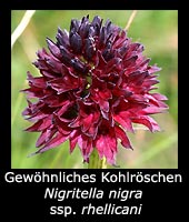 Gewöhnliches Kohlröschen - Nigritella nigra ssp. rhelicani