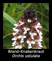 Brand-Knabenkraut - Orchis ustulata