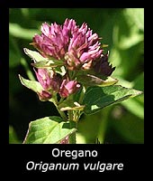 Oregano - Origanum vulgare