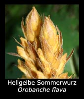 Hellgelbe Sommerwurz - Orobanche flava