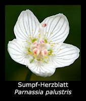 Sumpf-Herzblatt - Parnassia palustris