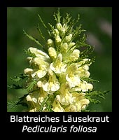 Blattreiches Läusekraut - Pedicularis foliosa