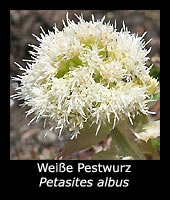 Weiße Pestwurz - Petasites albus