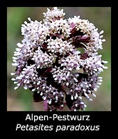Alpen-Pestwurz - Petasites paradoxus