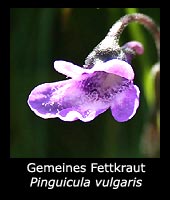 Gemeines Fettkraut - Pinguicula vulgaris