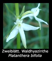 Zweiblättrige Waldhyazinthe - Platanthera bifolia