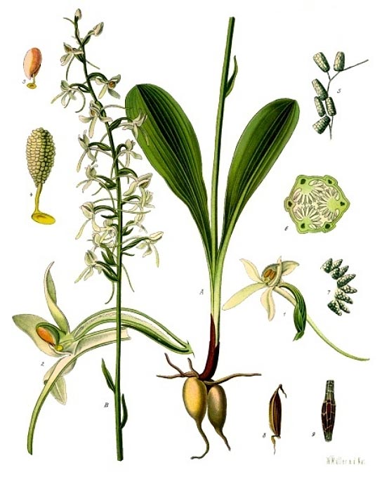 Zweiblättrige Waldhyazinthe - Platanthera bifolia - Illustration Köhler