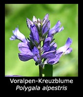 Voralpen-Kreuzblume - Polygala alpestris