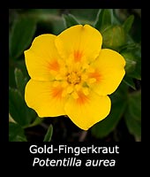 Gold-Fingerkraut - Potentilla aurea