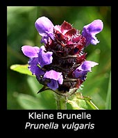 Kleine Brunelle - Prunella vulgaris