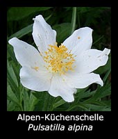 Alpen-Küchenschelle - Pulsatilla alpina