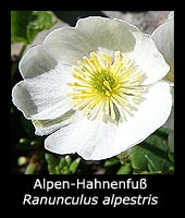 Alpen-Hahnenfuß - Ranunculus alpestris