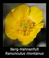 Berg-Hahnenfuß - Ranunculus montanus