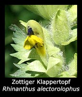Zottiger Klappertopf - Rhinanthus alectorolophus