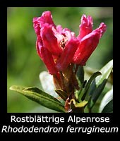 Rostblättrige Alpenrose - Rhododendron ferrugineum